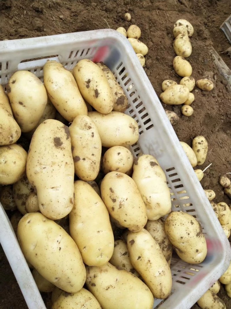【品质保障】荷兰十五土豆产地直供3两以上全国发货