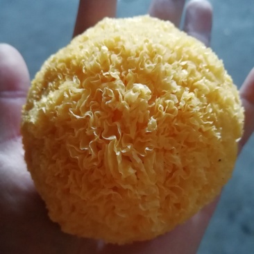 原产地厂家直销丑耳雲耳糯耳黄金耳干银耳易出胶银耳