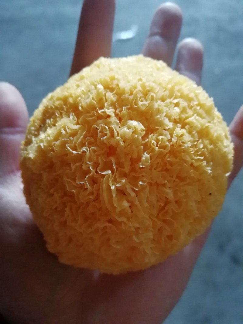 原产地厂家直销丑耳雲耳糯耳黄金耳干银耳易出胶银耳