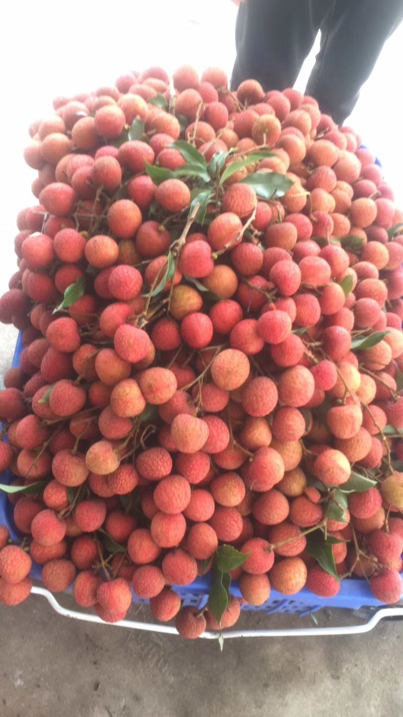广东阳西妃子笑大量供货中