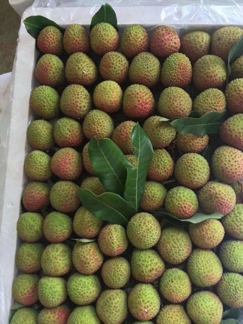 广东阳西妃子笑大量供货中