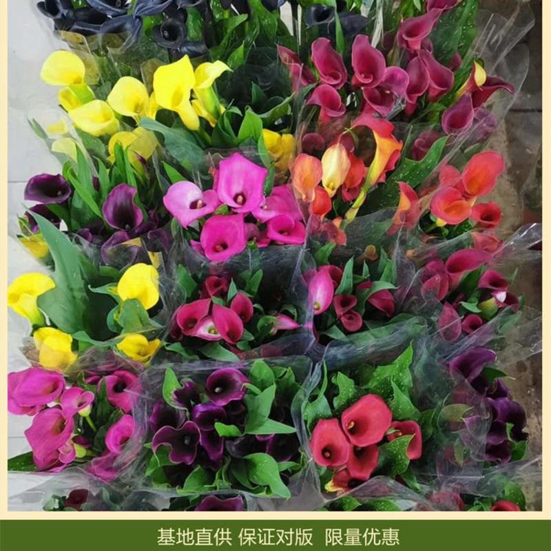 球根花卉彩色马蹄莲盆栽带花发货保对版办公桌阳台客厅四季常