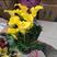 球根花卉彩色马蹄莲盆栽带花发货保对版办公桌阳台客厅四季常