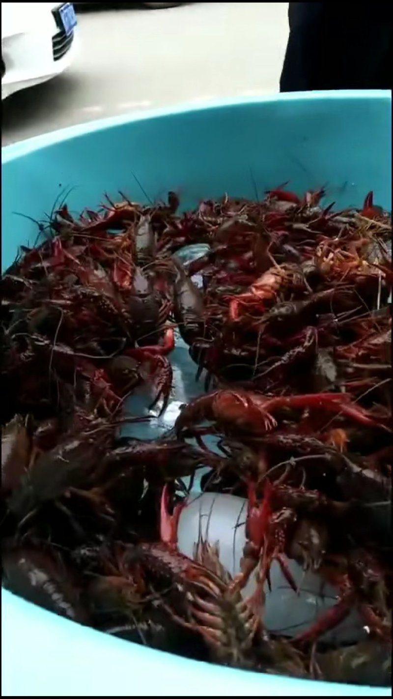 小龙虾