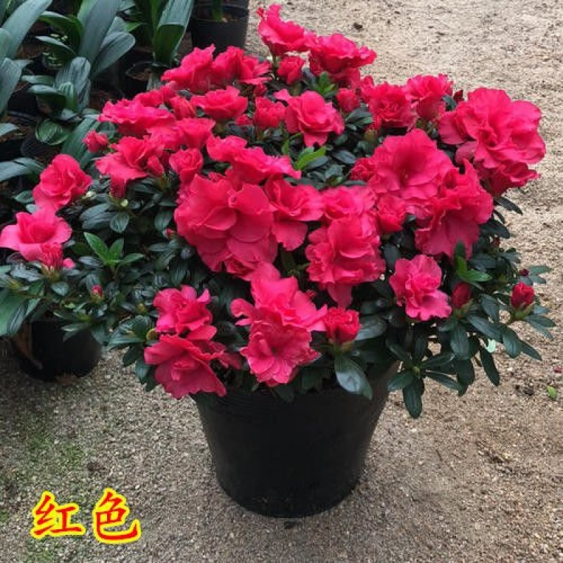 杜鹃花苗盆栽植物室内带花好养的花常年四季开花不断花卉观花