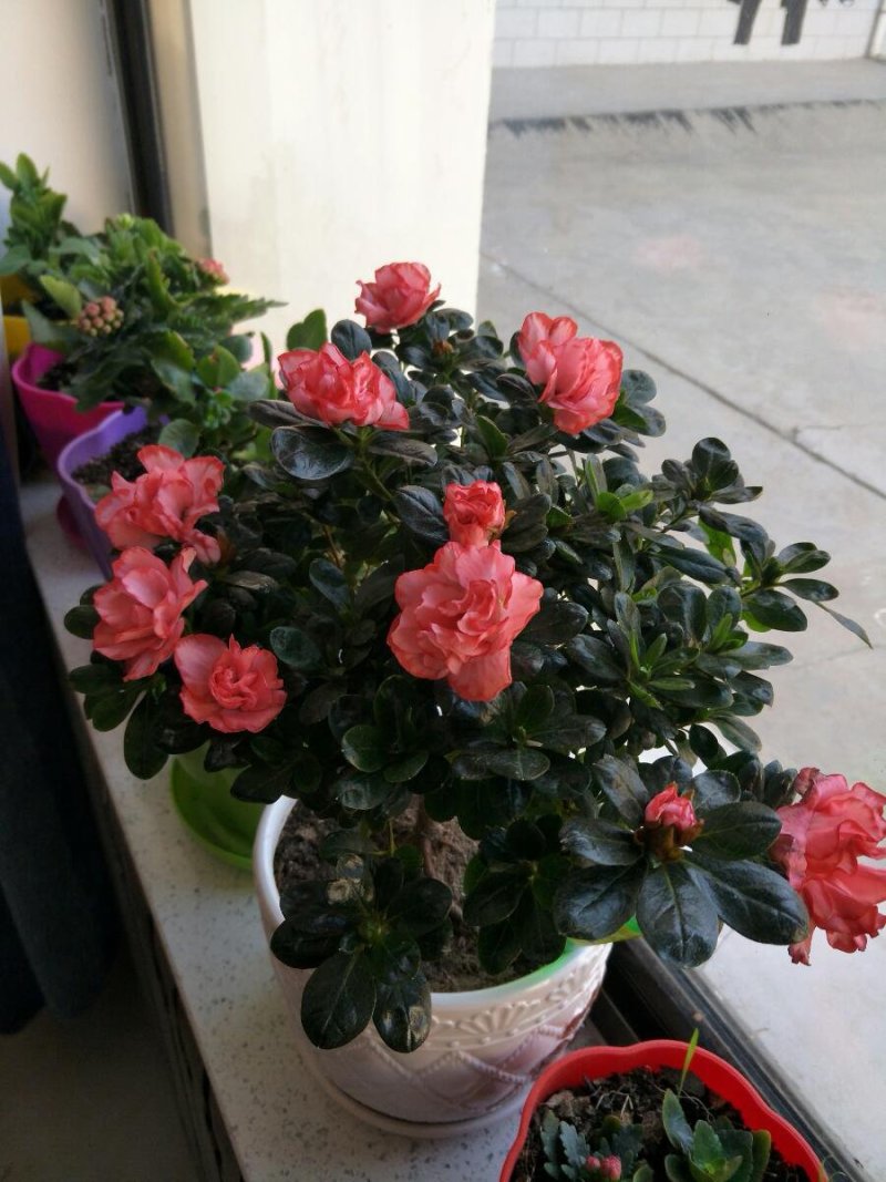 杜鹃花苗盆栽植物室内带花好养的花常年四季开花不断花卉观花