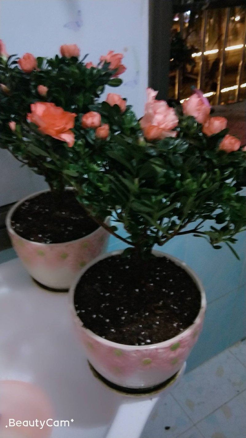 杜鹃花苗盆栽植物室内带花好养的花常年四季开花不断花卉观花