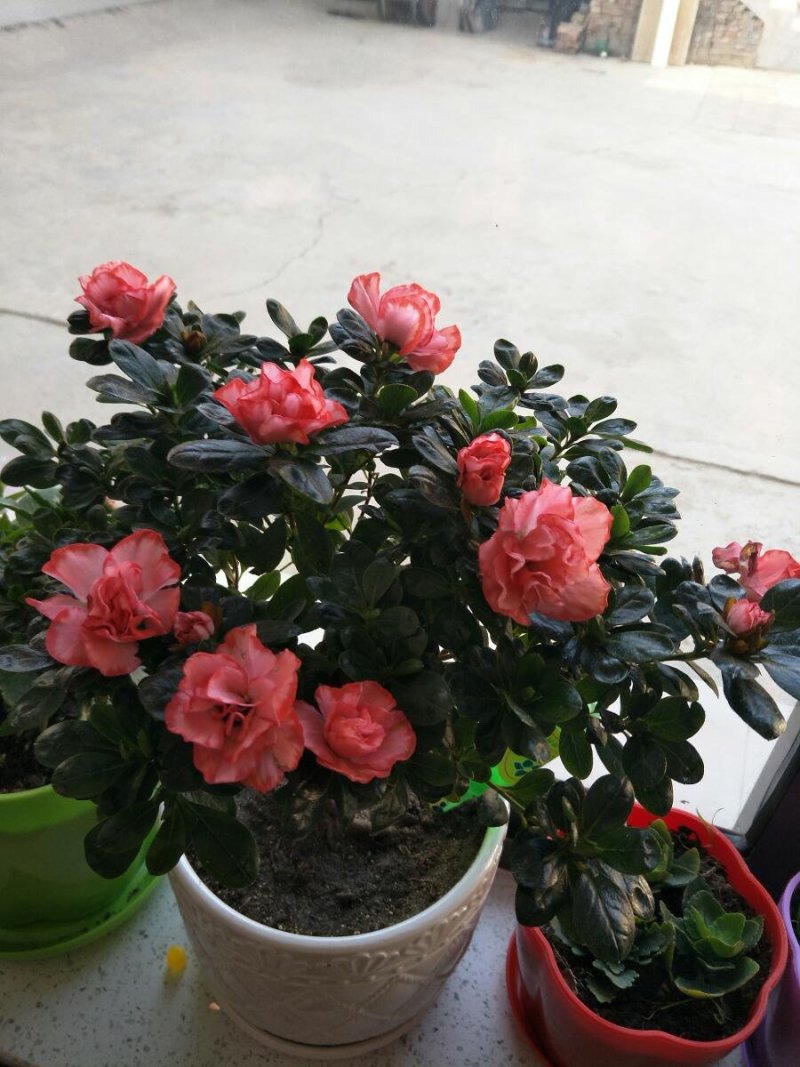 杜鹃花苗盆栽植物室内带花好养的花常年四季开花不断花卉观花