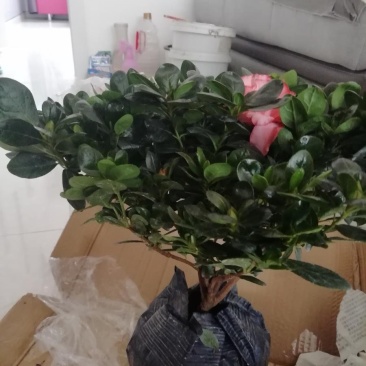 杜鹃花苗盆栽植物室内带花好养的花常年四季开花不断花卉观花