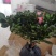 杜鹃花苗盆栽植物室内带花好养的花常年四季开花不断花卉观花