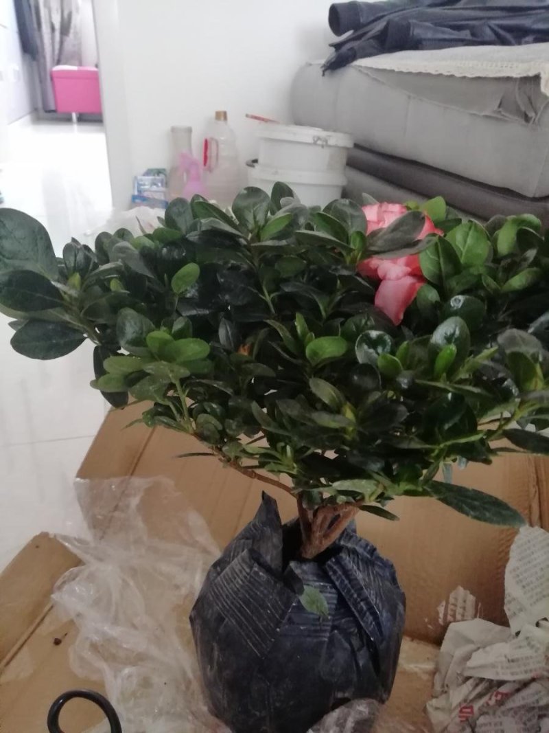 杜鹃花苗盆栽植物室内带花好养的花常年四季开花不断花卉观花