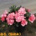 杜鹃花苗盆栽植物室内带花好养的花常年四季开花不断花卉观花