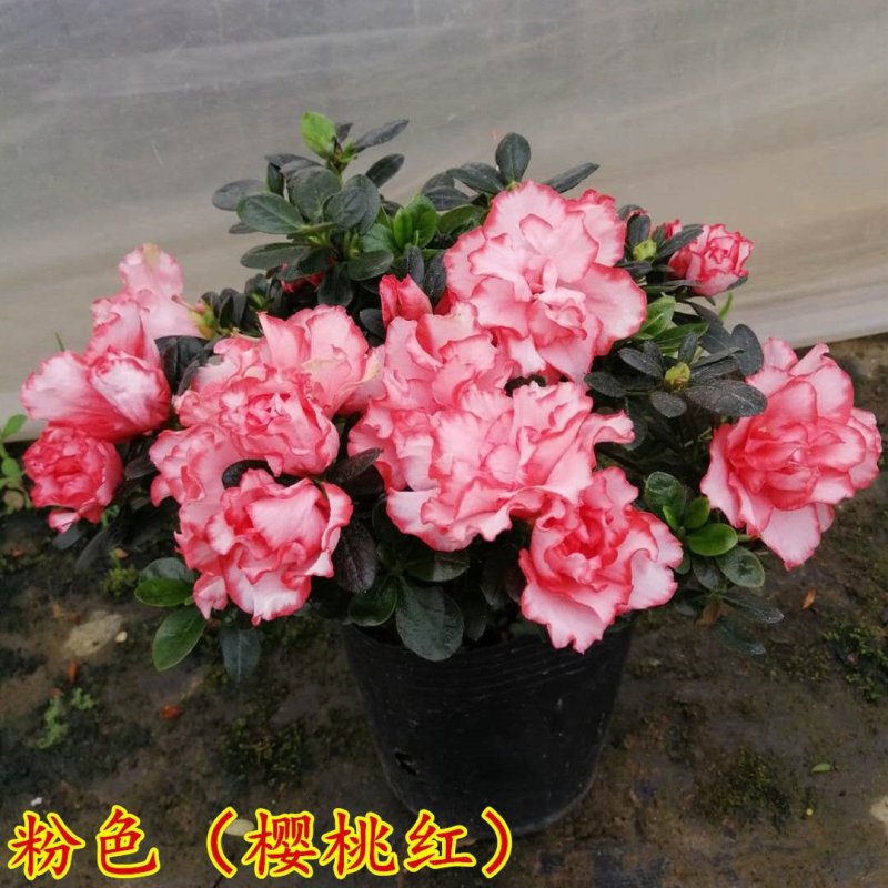 杜鹃花苗盆栽植物室内带花好养的花常年四季开花不断花卉观花