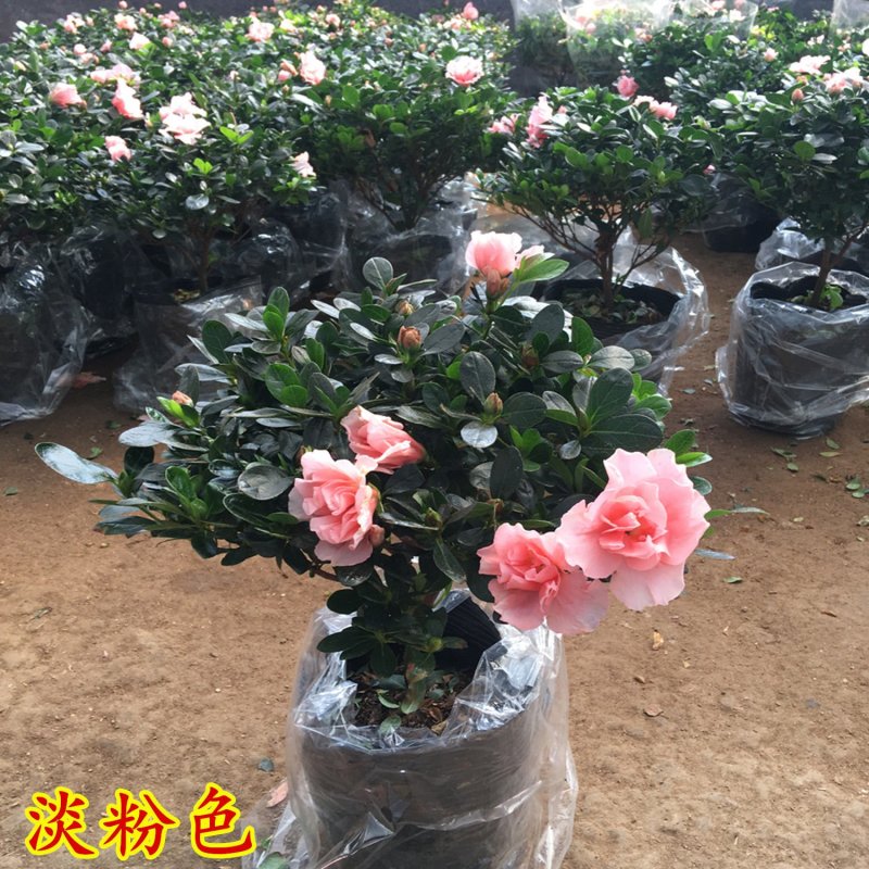 杜鹃花苗盆栽植物室内带花好养的花常年四季开花不断花卉观花