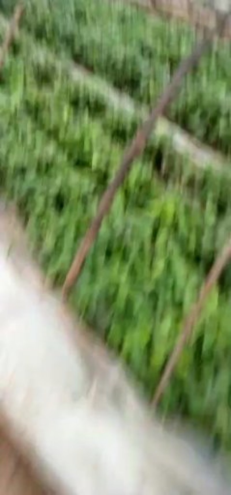 冷鹏脱毒红薯苗，抗病毒，成活率高，基地供货向广大用户推广