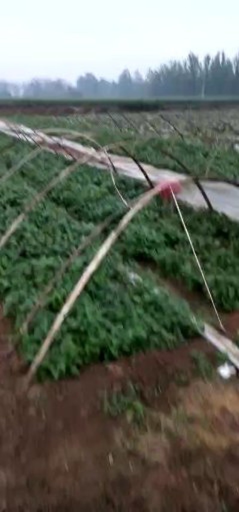冷鹏脱毒红薯苗，抗病毒，成活率高，基地供货向广大用户推广