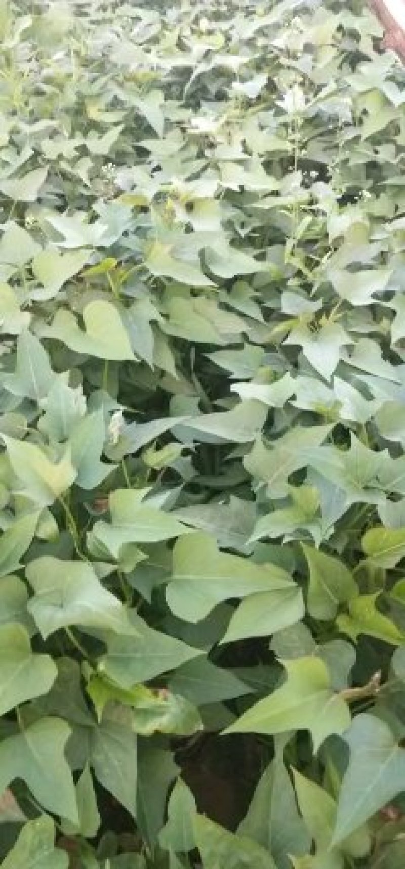 冷鹏脱毒红薯苗，抗病毒，成活率高，基地供货向广大用户推广