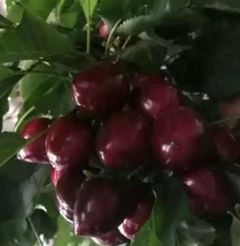 黑珍珠大樱桃，车厘子
