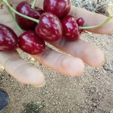 黑珍珠大樱桃，车厘子