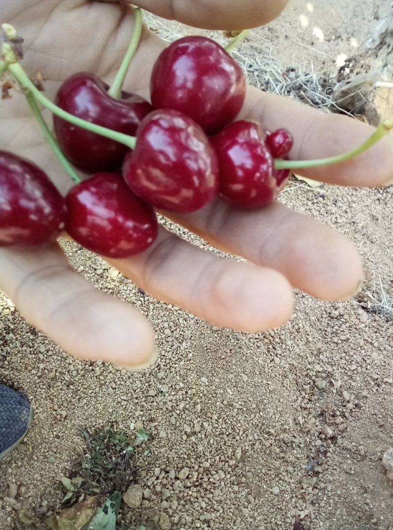 黑珍珠大樱桃，车厘子