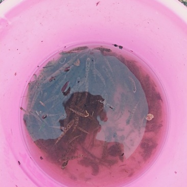淡水石斑鱼