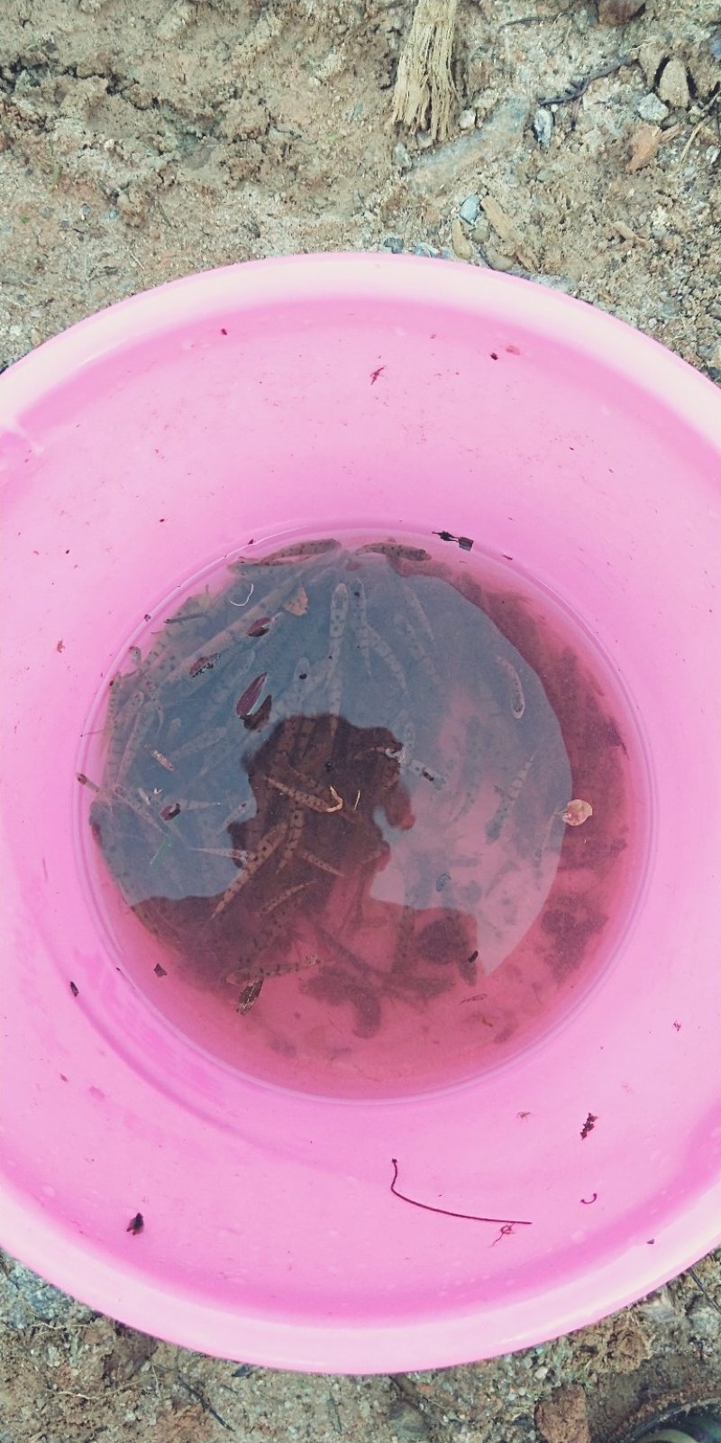 淡水石斑鱼