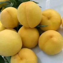 【山东桃树苗基地】黄金蜜4号8月底成熟的桃树新品种黄桃苗
