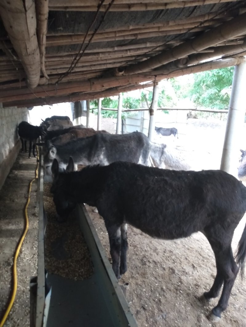 现杀驴肉