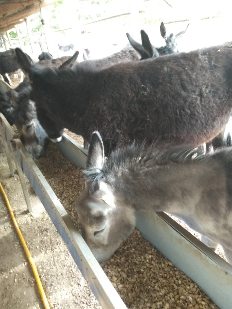 现杀驴肉