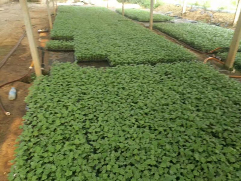 西农8号嫁接苗根系发达易成活抗病抗重茬