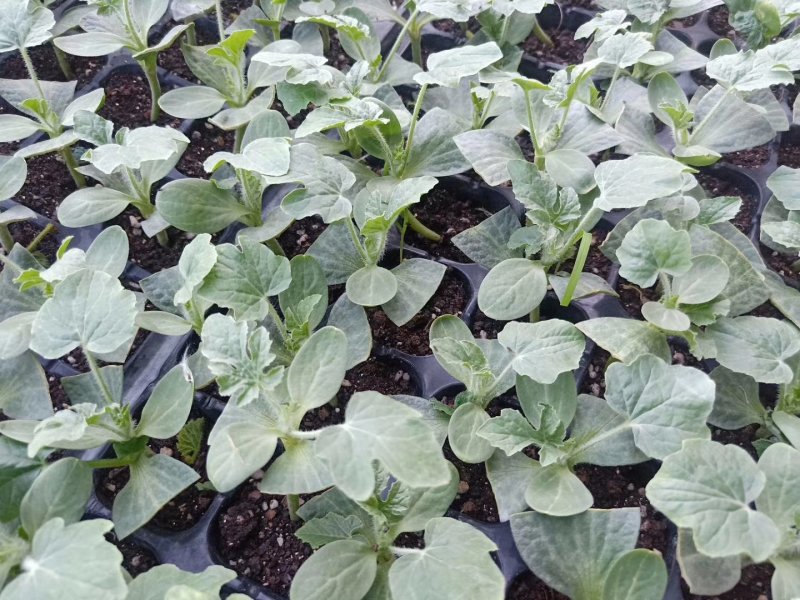 西农8号嫁接苗根系发达易成活抗病抗重茬