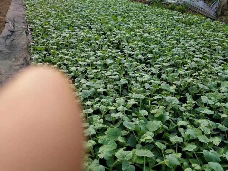 无籽嫁接西瓜苗根系发达易成活抗病抗强重茬
