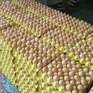 土鸡蛋初生蛋，绿壳蛋，虫草蛋，草鸡蛋，