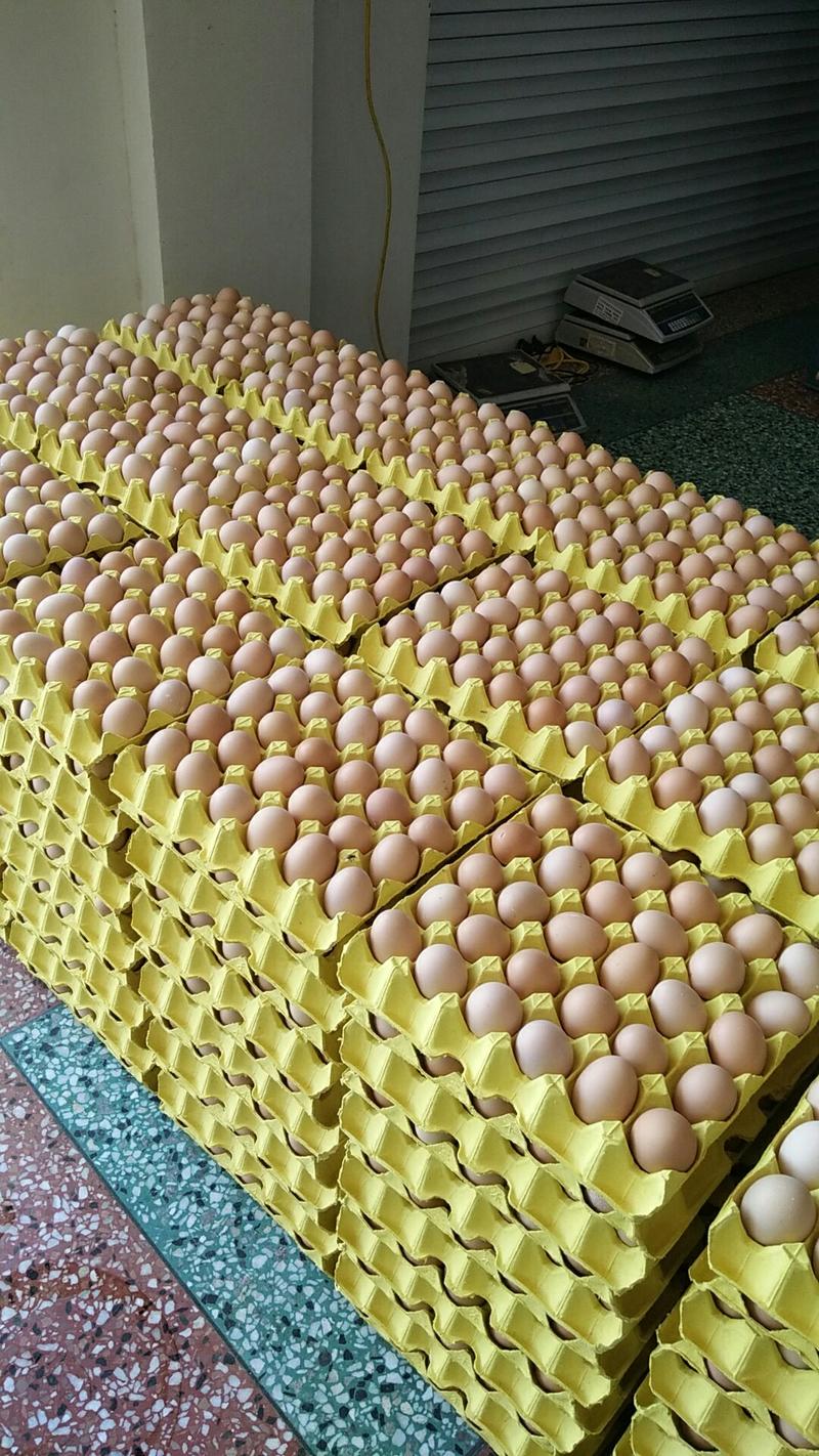 土鸡蛋初生蛋，绿壳蛋，虫草蛋，草鸡蛋，