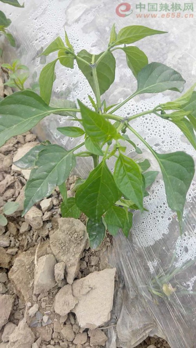 蔬菜-辣椒苗嫁接苗直生苗根系发达易成活抗病强