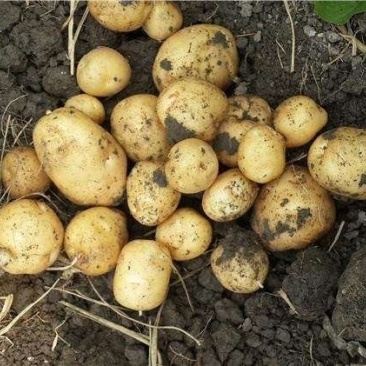 基地直批恩施小土豆（洋芋）纯绿色健康食品