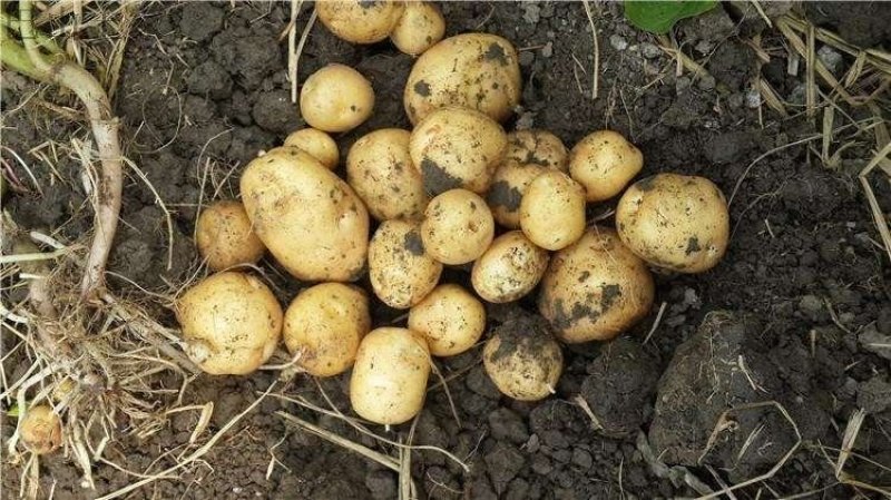 基地直批恩施小土豆（洋芋）纯绿色健康食品
