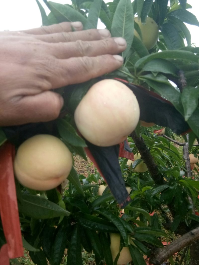 水蜜桃