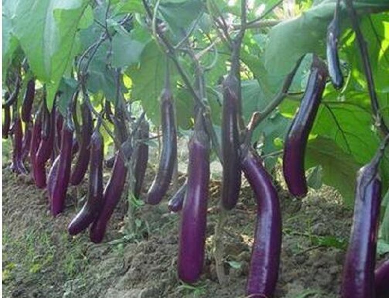 蔬菜-茄子苗嫁接苗直生苗根系发达易成活抗病强