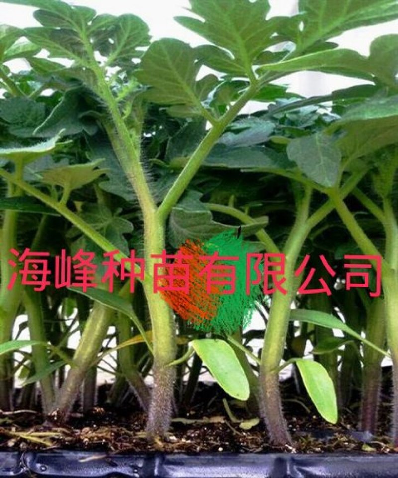 蔬菜西红柿苗嫁接苗直生苗根系发达易成活抗病强