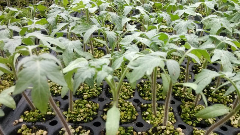 蔬菜西红柿苗嫁接苗直生苗根系发达易成活抗病强