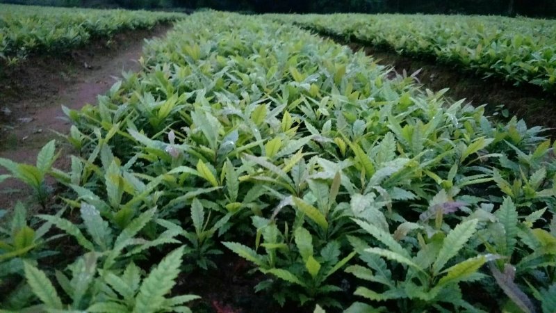 场地大量供应杨梅苗杨梅小苗杨梅芽苗