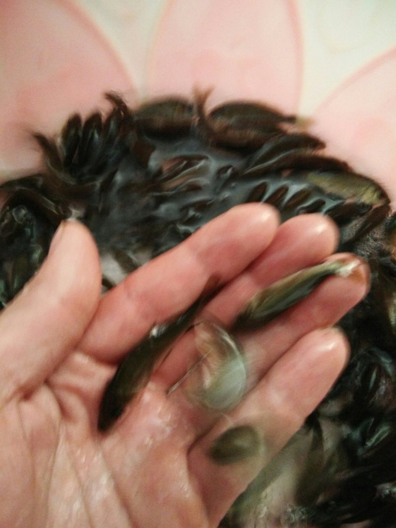 鲤鱼苗