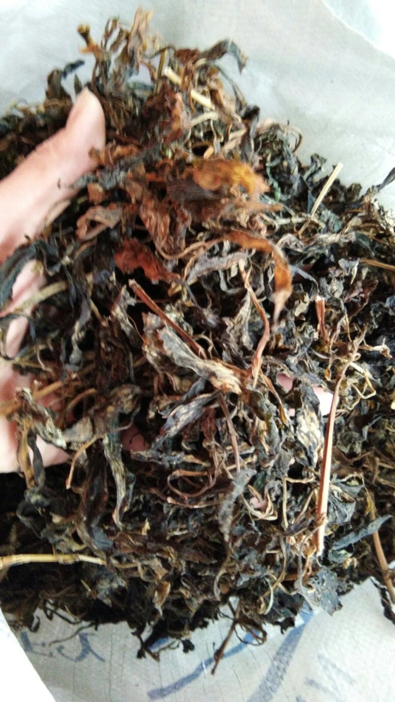 苦菜干