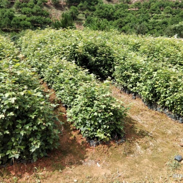 枫香（30公分起，量大价优）