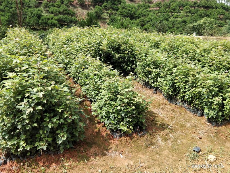 枫香（30公分起，量大价优）