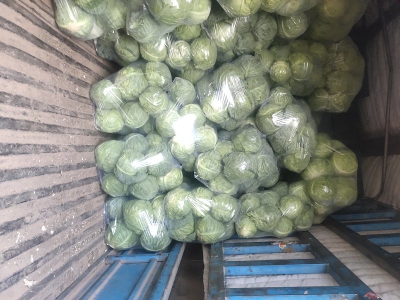 （精品甘蓝）晋中甘蓝，视频看货，产地直销
