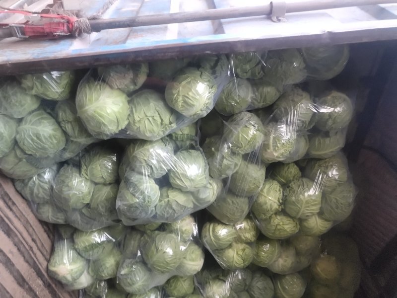 （精品甘蓝）晋中甘蓝，视频看货，产地直销