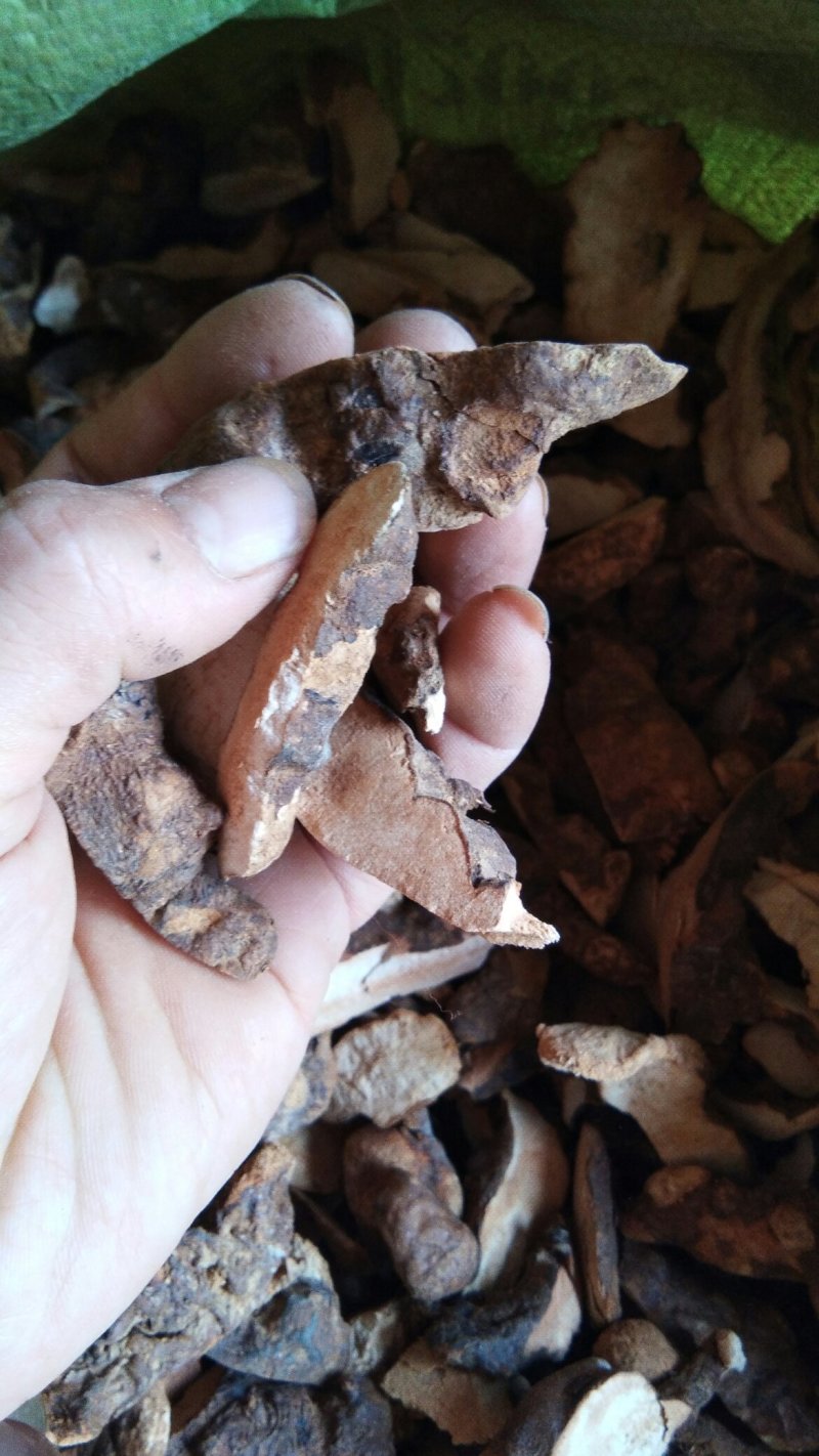 土茯苓