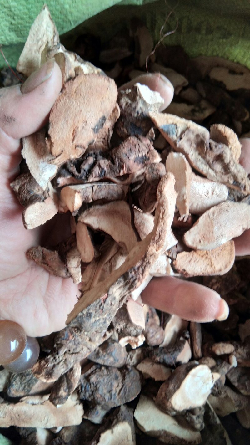 土茯苓